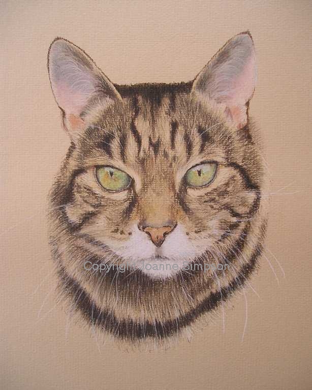 Tabby cat pet portrait by Joanne Simpson